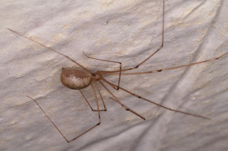 Pholcus_phalangioides_D6051_Z_87_Les Gris_Frankrijk.jpg